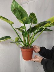 Philodendron Green Congo Variegata groß