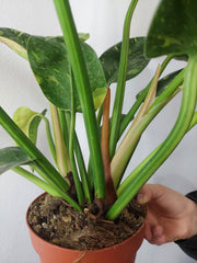 Philodendron Green Congo Variegata groß