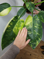 Philodendron Green Congo Variegata groß