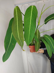 Philodendron Heterocraspedon