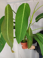 Philodendron Heterocraspedon