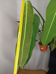 Philodendron Heterocraspedon
