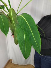 Philodendron Heterocraspedon