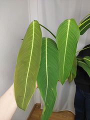 Philodendron Heterocraspedon
