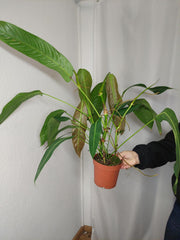 Philodendron Heterocraspedon