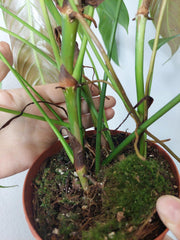 Philodendron Heterocraspedon