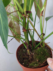 Philodendron Heterocraspedon