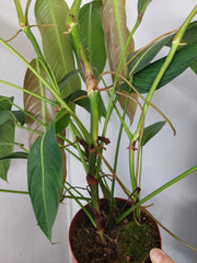Philodendron Heterocraspedon