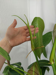 Philodendron Heterocraspedon