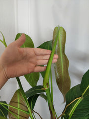 Philodendron Heterocraspedon