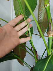 Philodendron Heterocraspedon