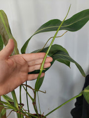Philodendron Heterocraspedon