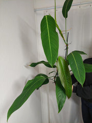 Philodendron Heterocraspedon