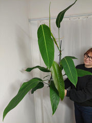 Philodendron Heterocraspedon