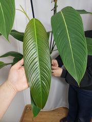 Philodendron Heterocraspedon