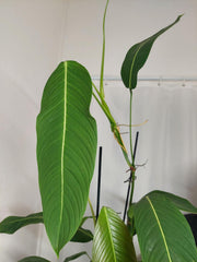 Philodendron Heterocraspedon