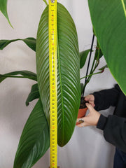 Philodendron Heterocraspedon