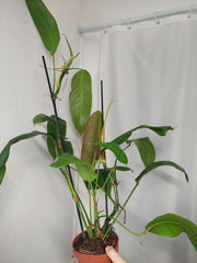Philodendron Heterocraspedon