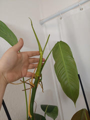 Philodendron Heterocraspedon