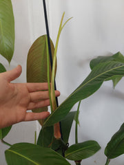 Philodendron Heterocraspedon