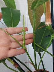 Philodendron Heterocraspedon