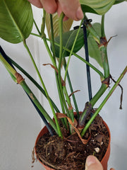 Philodendron Heterocraspedon