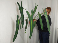 Philodendron Spiritus Sancti Adult