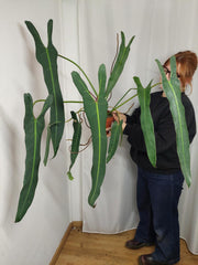 Philodendron Spiritus Sancti Adult