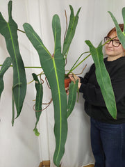 Philodendron Spiritus Sancti Adult