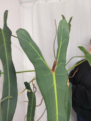 Philodendron Spiritus Sancti Adult