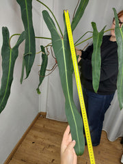 Philodendron Spiritus Sancti Adult