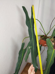 Philodendron Spiritus Sancti Adult