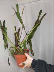 Philodendron Spiritus Sancti Adult