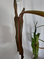 Philodendron Spiritus Sancti Adult