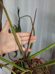 Philodendron Spiritus Sancti Adult