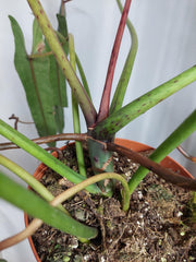 Philodendron Spiritus Sancti Adult