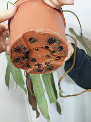 Philodendron Spiritus Sancti Adult