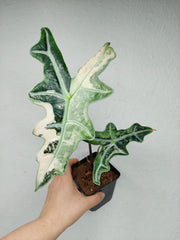 Alocasia Nobilis Pink (Rhizom / Bulbe)