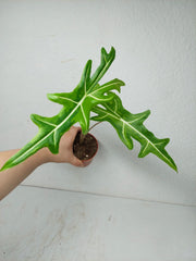 Alocasia Portei Aurea (Rhizom / Bulbe)