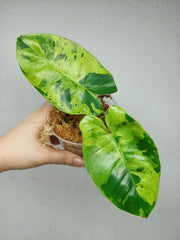 Philodendron Burle Marx Verde