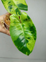 Philodendron Burle Marx Verde