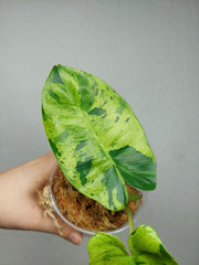 Philodendron Burle Marx Verde