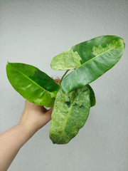 Philodendron Burle Marx Verde