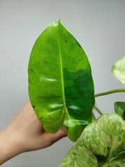 Philodendron Burle Marx Verde