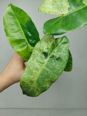 Philodendron Burle Marx Verde