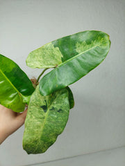 Philodendron Burle Marx Verde