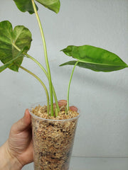 Philodendron Burle Marx Verde