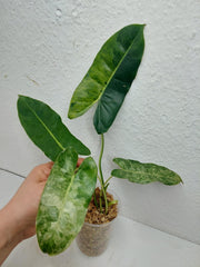 Philodendron Burle Marx Verde
