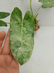 Philodendron Burle Marx Verde