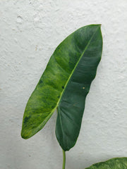 Philodendron Burle Marx Verde